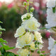 Hollyhock 'Spring Celebrities White' Perennial Bedding