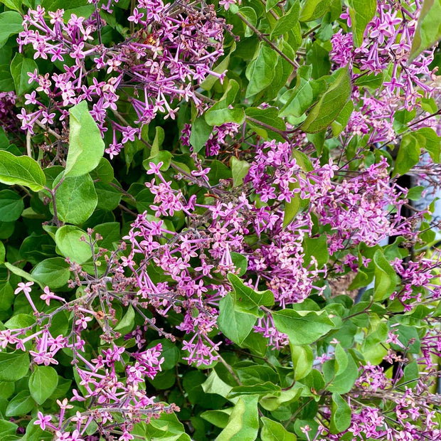 Lilac | Syringa 'Bloomerang Dark Purple' Shrubs