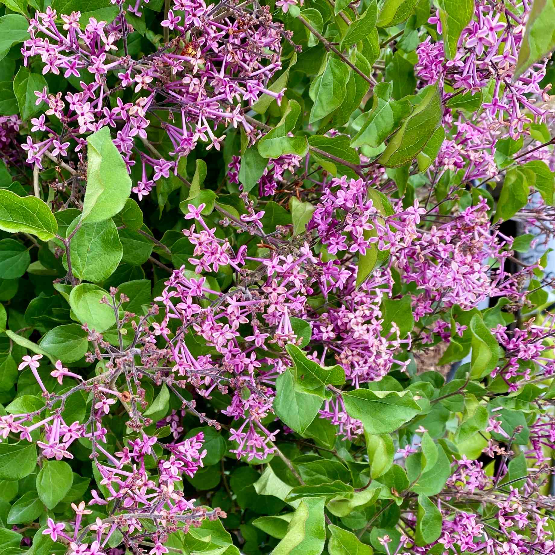 Syringa Tree Roots Lilac | Syringa 'Bloomerang Dark Purple' – Roots Plants