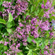 Lilac | Syringa 'Bloomerang Dark Purple' Shrubs