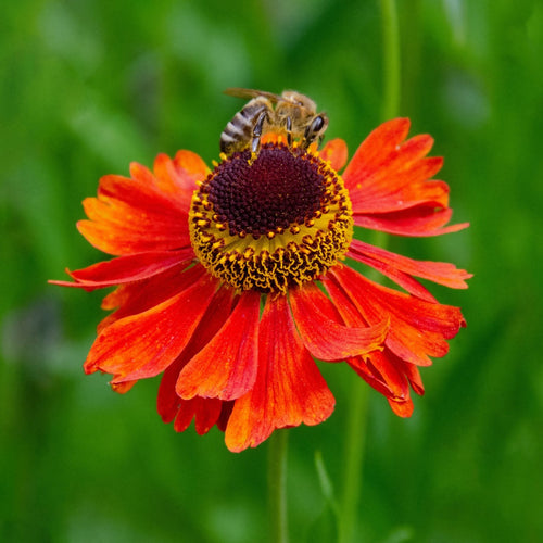 Sneezeweed | Helenium 'Moerheim Beauty' Perennial Bedding
