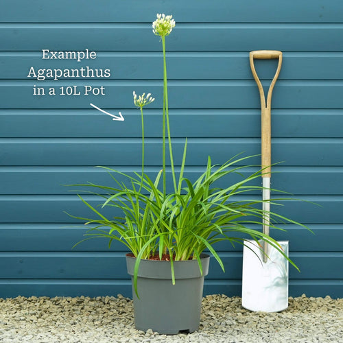 Agapanthus 'Twister' Perennial Bedding