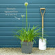 Agapanthus 'Twister' Perennial Bedding