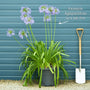 Agapanthus 'Navy Blue' Perennial Bedding