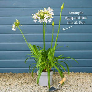 Agapanthus 'Lapis Lazuli' Perennial Bedding