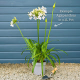 Agapanthus 'Lapis Lazuli' Perennial Bedding