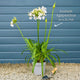 Agapanthus 'Lapis Lazuli' Perennial Bedding