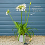 Agapanthus 'Lapis Lazuli' Perennial Bedding