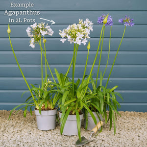 Agapanthus 'Lapis Lazuli' Perennial Bedding