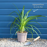 Agapanthus 'Ever White' Perennial Bedding
