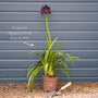 Agapanthus 'Ever White' Perennial Bedding