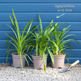 Agapanthus 'Ever White' Perennial Bedding