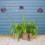 Agapanthus 'Ever White' Perennial Bedding