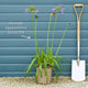 Agapanthus 'Poppin Purple' Perennial Bedding