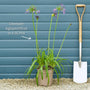 Agapanthus 'Poppin Purple' Perennial Bedding