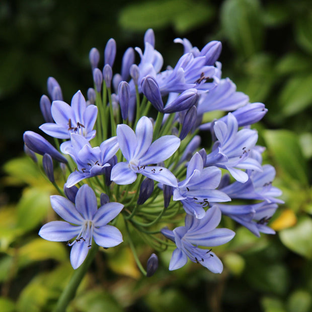 Agapanthus 'Zambezi' Perennial Bedding