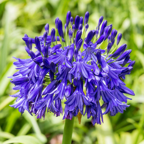 Agapanthus 'Starry Night'