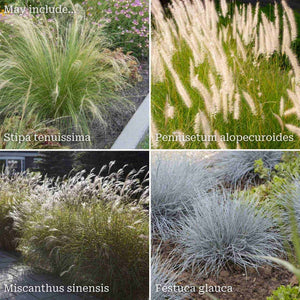 Airy & Architectural Ornamental Grass Collection Perennial Bedding