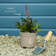 Ajuga 'Black Scallop' Perennial Bedding