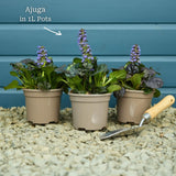 Ajuga 'Black Scallop' Perennial Bedding