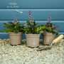 Ajuga 'Black Scallop' Perennial Bedding