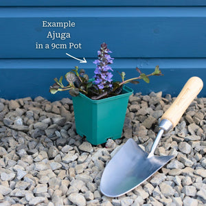 Ajuga 'Black Scallop' Perennial Bedding