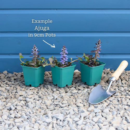 Ajuga 'Black Scallop' Perennial Bedding
