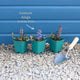 Ajuga 'Black Scallop' Perennial Bedding