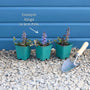 Ajuga 'Black Scallop' Perennial Bedding