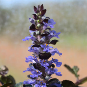Ajuga 'Black Scallop' Perennial Bedding