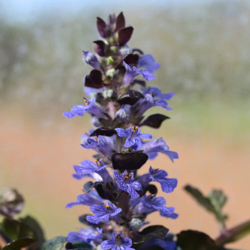 Ajuga 'Black Scallop' Perennial Bedding