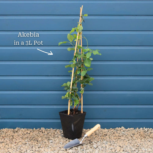 Chocolate Vine | Akebia quinata Climbing Plants