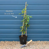 Chocolate Vine | Akebia quinata Climbing Plants