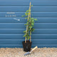 Chocolate Vine | Akebia quinata Climbing Plants