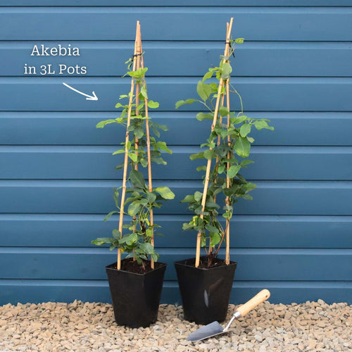 Chocolate Vine | Akebia quinata Climbing Plants