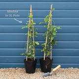 Chocolate Vine | Akebia quinata Climbing Plants