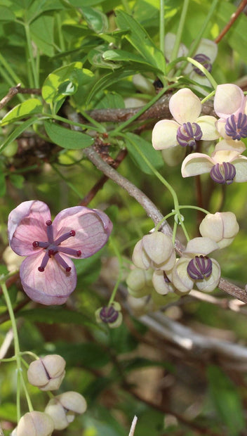 Chocolate Vine | Akebia quinata 'Silver Bells' – Roots Plants
