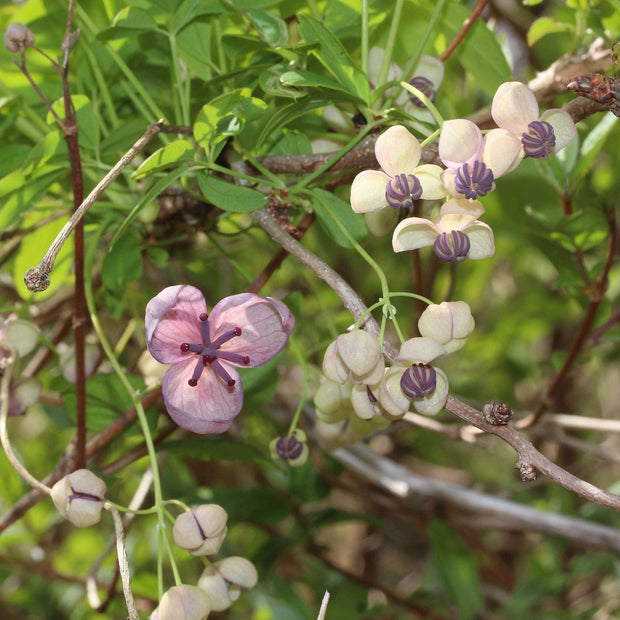 Chocolate Vine | Akebia quinata 'Silver Bells' Climbing Plants