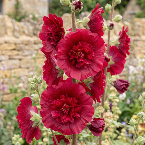 Hollyhock 'Spring Celebrities Crimson' Perennial Bedding