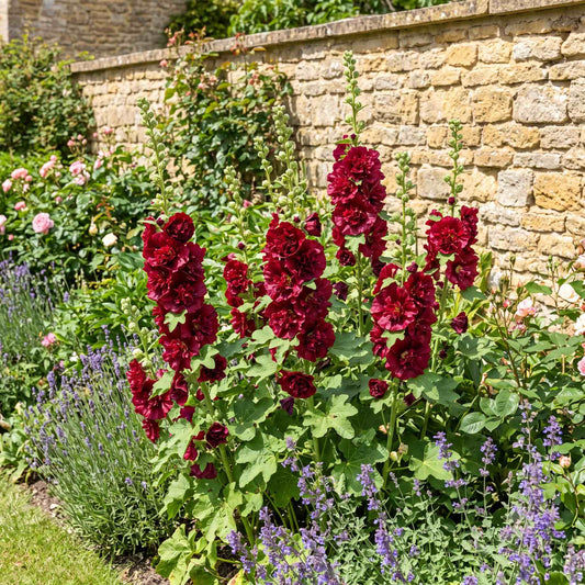 Hollyhock 'Spring Celebrities Crimson' Perennial Bedding