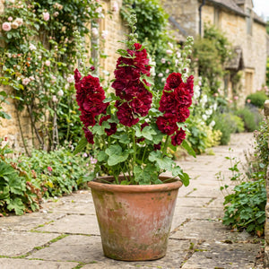 Hollyhock 'Spring Celebrities Crimson' Perennial Bedding