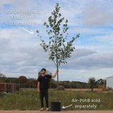 Alder Tree | Alnus glutinosa Ornamental Trees