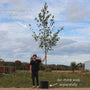 Alder Tree | Alnus glutinosa Ornamental Trees