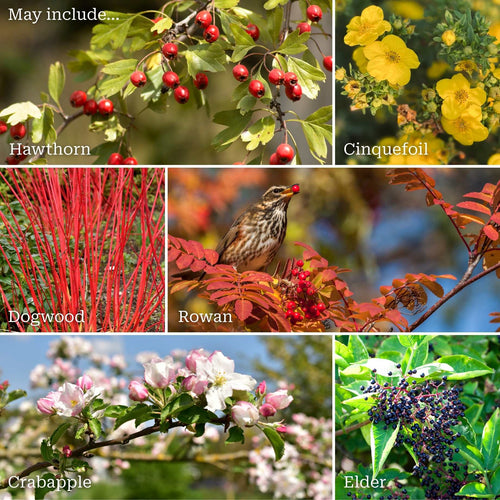 All Seasons Hedging | Growers' Choice Shrubs