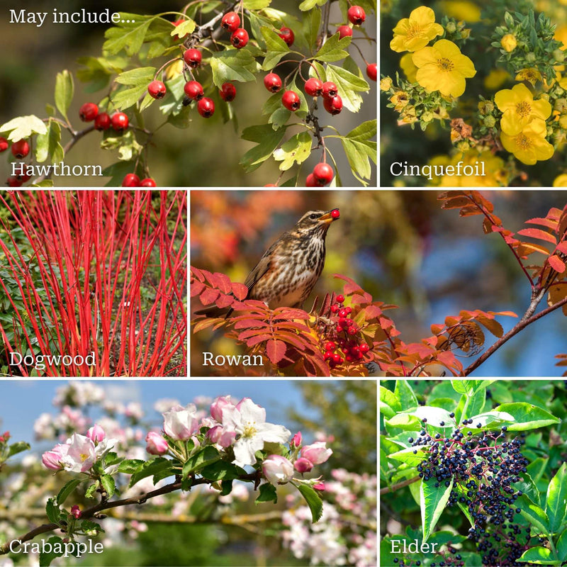 All Seasons Hedging | Growers' Choice Shrubs