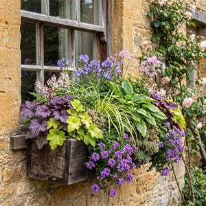 All Year Round Window Box Collection Perennial Bedding