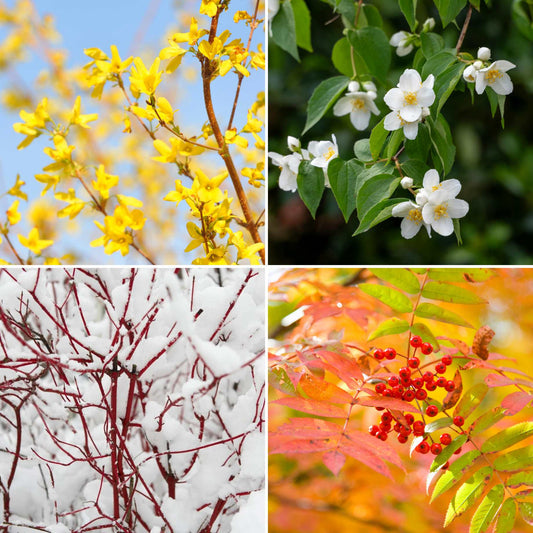 All Seasons Hedging | Growers' Choice Shrubs