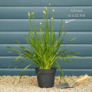 Allium 'Millenium' Perennial Bedding