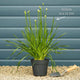 Allium 'Millenium' Perennial Bedding