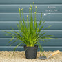 Allium 'Millenium' Perennial Bedding